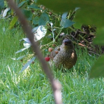 Ptilonorhynchus violaceus (Satin Bowerbird) at Hughes, ACT - 3 Mar 2021 by JackyF