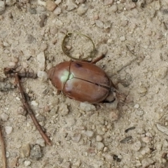 Anoplognathus sp. (genus) (Unidentified Christmas beetle) at Namadgi National Park - 3 Mar 2021 by KMcCue