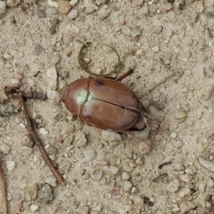 Anoplognathus sp. (genus) at Rendezvous Creek, ACT - 3 Mar 2021