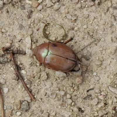 Anoplognathus sp. (genus) (Unidentified Christmas beetle) at Namadgi National Park - 3 Mar 2021 by KMcCue