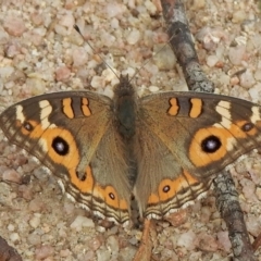 Junonia villida (Meadow Argus) at Booth, ACT - 3 Mar 2021 by KMcCue