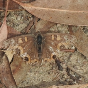 Junonia villida at Booth, ACT - 3 Mar 2021 03:02 PM