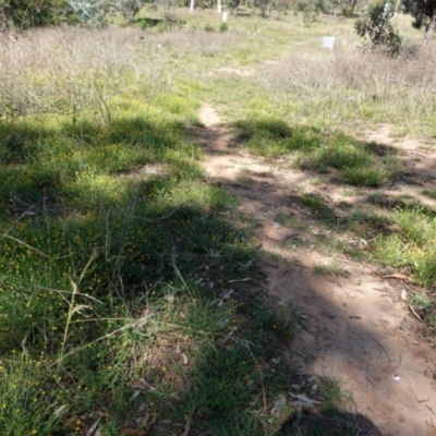 Calotis lappulacea (Yellow Burr Daisy) at Red Hill Nature Reserve - 2 Mar 2021 by JackyF