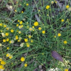 Calotis lappulacea at Hughes, ACT - 2 Mar 2021 03:57 PM