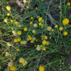 Calotis lappulacea at Hughes, ACT - 2 Mar 2021 03:57 PM