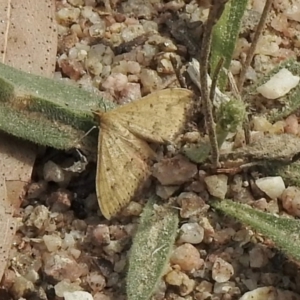 Scopula rubraria at Booth, ACT - 3 Mar 2021