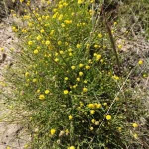 Calotis lappulacea at Deakin, ACT - 3 Mar 2021 11:02 AM