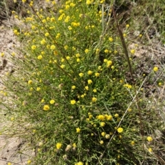 Calotis lappulacea (Yellow Burr Daisy) at Deakin, ACT - 3 Mar 2021 by JackyF