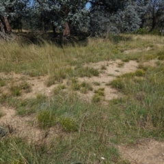 Calotis lappulacea at Deakin, ACT - 3 Mar 2021