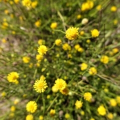 Calotis lappulacea at Deakin, ACT - 3 Mar 2021