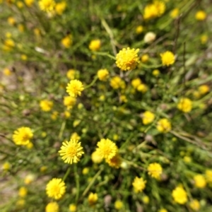 Calotis lappulacea at Deakin, ACT - 3 Mar 2021