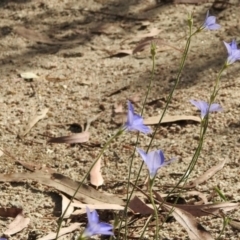 Wahlenbergia sp. (Bluebell) at Namadgi National Park - 3 Mar 2021 by KMcCue