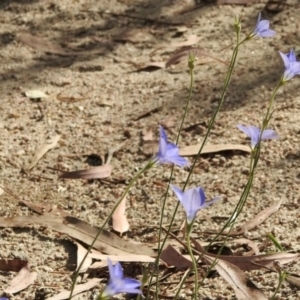 Wahlenbergia sp. at Booth, ACT - 3 Mar 2021