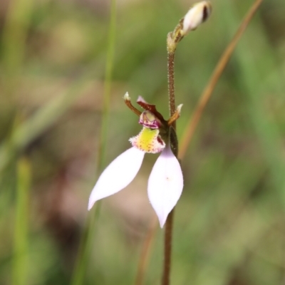 Eriochilus cucullatus (Parson's Bands) at Mongarlowe, NSW - 3 Mar 2021 by LisaH