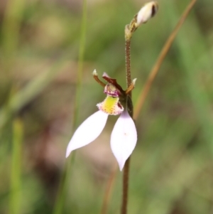 Eriochilus cucullatus at Mongarlowe, NSW - 3 Mar 2021