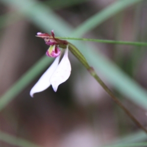 Eriochilus cucullatus at Mongarlowe, NSW - 3 Mar 2021