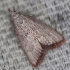 Callionyma sarcodes (A Galleriinae moth) at O'Connor, ACT - 1 Mar 2021 by ibaird