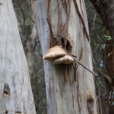 Laetiporus portentosus (White Punk) at Mongarlowe, NSW - 3 Mar 2021 by LisaH