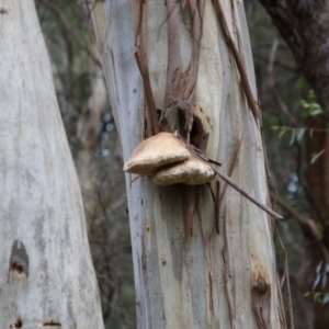 Laetiporus portentosus at Mongarlowe, NSW - 3 Mar 2021