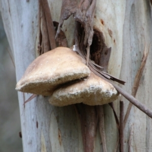 Laetiporus portentosus at Mongarlowe, NSW - 3 Mar 2021