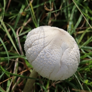 Lepiota s.l. at Mongarlowe, NSW - suppressed