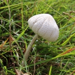 Lepiota s.l. at Mongarlowe, NSW - suppressed