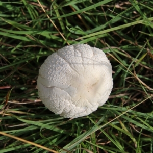 Lepiota s.l. at Mongarlowe, NSW - suppressed