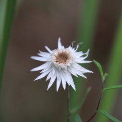 Helichrysum leucopsideum (Satin Everlasting) at Mongarlowe River - 3 Mar 2021 by LisaH