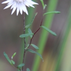 Helichrysum leucopsideum at Mongarlowe, NSW - suppressed