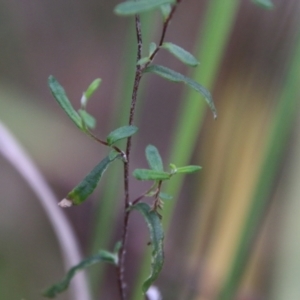Helichrysum leucopsideum at Mongarlowe, NSW - 3 Mar 2021
