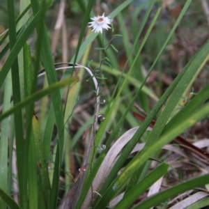 Helichrysum leucopsideum at Mongarlowe, NSW - suppressed