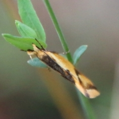 Thema psammoxantha (A concealer moth) at Mongarlowe, NSW - 3 Mar 2021 by LisaH