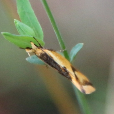 Thema psammoxantha (A concealer moth) at QPRC LGA - 3 Mar 2021 by LisaH