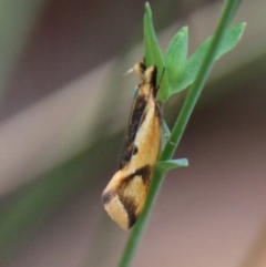 Thema psammoxantha at Mongarlowe, NSW - 3 Mar 2021