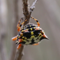Austracantha minax (Christmas Spider, Jewel Spider) at Mongarlowe River - 3 Mar 2021 by LisaH
