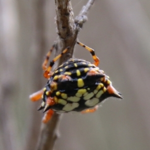 Austracantha minax at Mongarlowe, NSW - suppressed