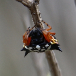 Austracantha minax at Mongarlowe, NSW - suppressed