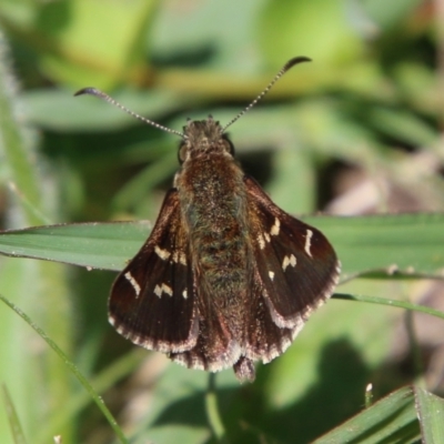 Pasma tasmanica (Two-spotted Grass-skipper) at QPRC LGA - 3 Mar 2021 by LisaH