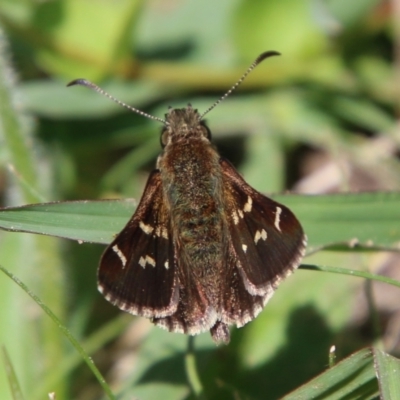 Pasma tasmanica (Two-spotted Grass-skipper) at Mongarlowe, NSW - 3 Mar 2021 by LisaH