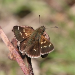 Pasma tasmanica at Mongarlowe, NSW - 3 Mar 2021