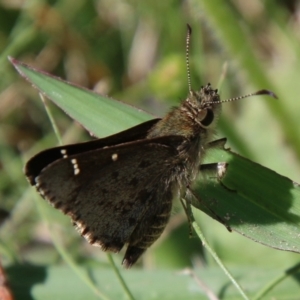 Pasma tasmanica at Mongarlowe, NSW - 3 Mar 2021