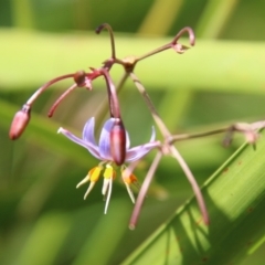 Dianella sp. aff. longifolia (Benambra) (Pale Flax Lily, Blue Flax Lily) at Mongarlowe, NSW - 3 Mar 2021 by LisaH