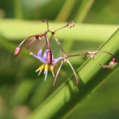 Dianella sp. aff. longifolia (Benambra) at Mongarlowe, NSW - suppressed