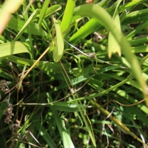 Dianella sp. aff. longifolia (Benambra) at Mongarlowe, NSW - suppressed