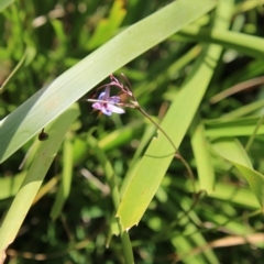 Dianella sp. aff. longifolia (Benambra) at Mongarlowe, NSW - suppressed