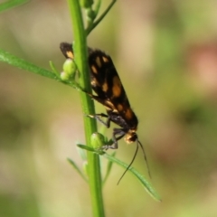 Asura (genus) (a Tiger moth) at Mongarlowe River - 3 Mar 2021 by LisaH