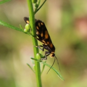 Asura (genus) at Mongarlowe, NSW - suppressed