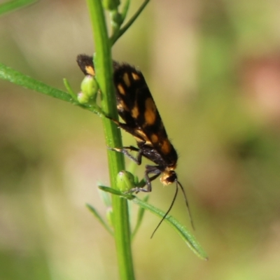 Asura (genus) (a Tiger moth) at Mongarlowe, NSW - 3 Mar 2021 by LisaH