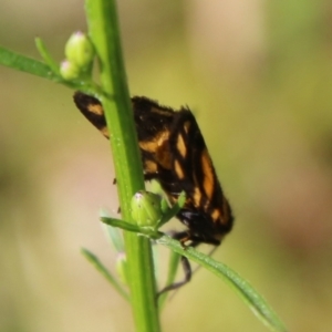 Asura (genus) at Mongarlowe, NSW - suppressed