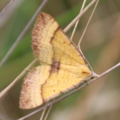 Anachloris subochraria (Golden Grass Carpet (Ennominae)) at Mongarlowe, NSW - 3 Mar 2021 by LisaH